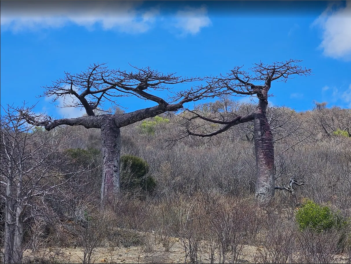 Northern Madagascar Circuit – Tsingy, Diego Suarez & Trois Baies in One Week 15