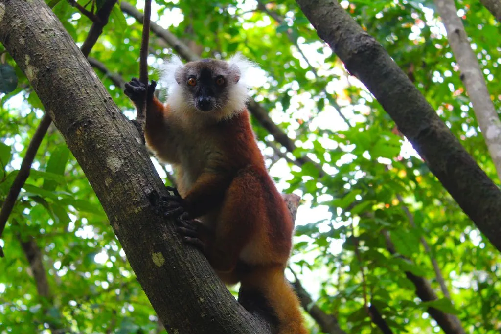 Nosy Komba – The Lemur Island with Black Macaques and Dream Beaches