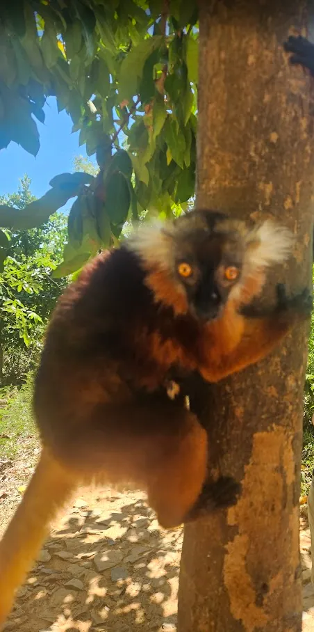 Nosy Komba – The Lemur Island with Black Macaques and Dream Beaches