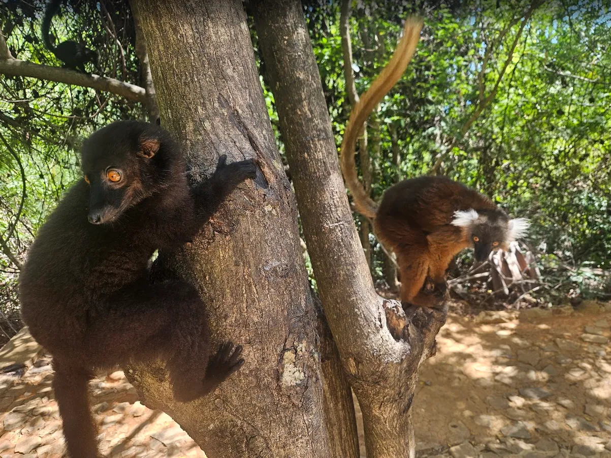 Nosy Komba – The Lemur Island with Black Macaques and Dream Beaches